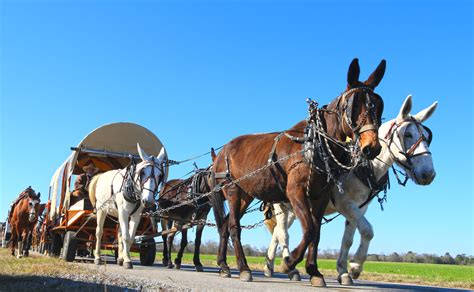 Old Fashioned Wagon Train Riding Slowly Toward The New Year (Gallery) : NorthEscambia.com