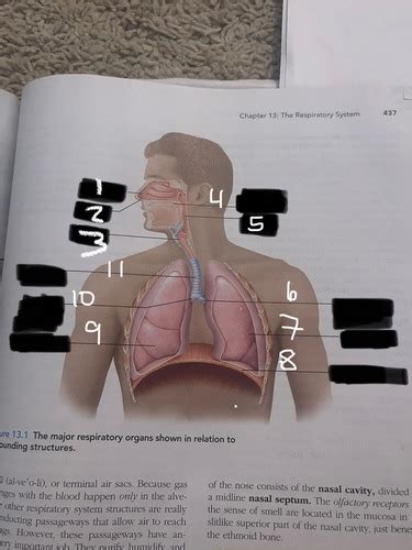 Anatomy and Physiology Chapter 13: The Respiratory System Flashcards | Quizlet