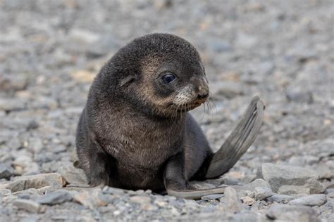 🔥 Antarctic fur seal pup (credit: Linda Martin) : r/NatureIsFuckingLit