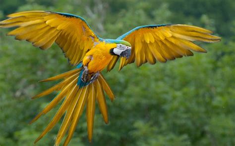 1440x2560 resolution | yellow macaw spread it's wings HD wallpaper ...