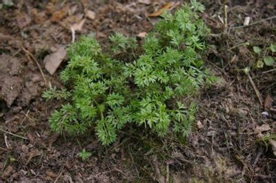 Are sticker weeds invading your lawn? Here's how to remove and prevent them. | Home/Garden ...