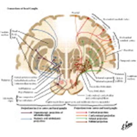 Connections of Basal Ganglia