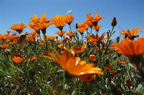 Namaqualand Flower Tours By Train | Best Flower Site