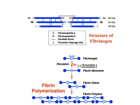 PPT - 血液的主要功能 Function of Blood PowerPoint Presentation, free download - ID:6238426