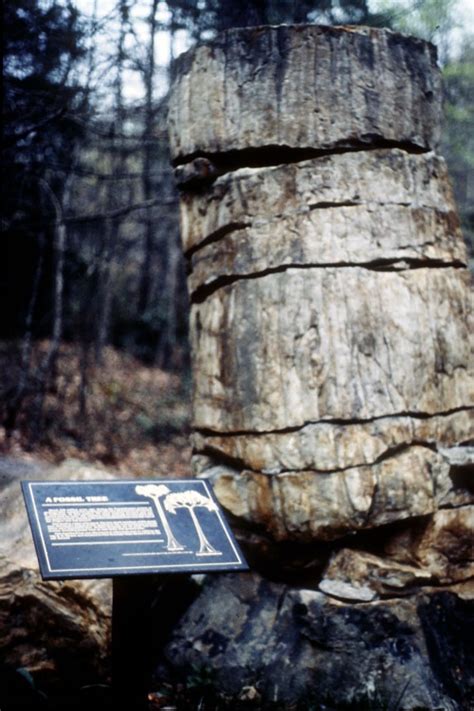 Upright (Standing) Fossil Tree Stumps, Fossils, Kentucky Geological Survey, University of Kentucky