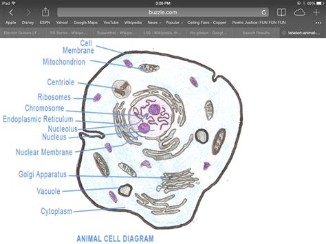 A labelled animal cell. | Animal cell, Nuclear membrane, Cell membrane