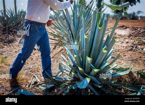 Harvesting Agave.plantation of blue Agave in Amatitán valley, near ...