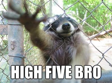 High five bro - Bro Racoon - quickmeme