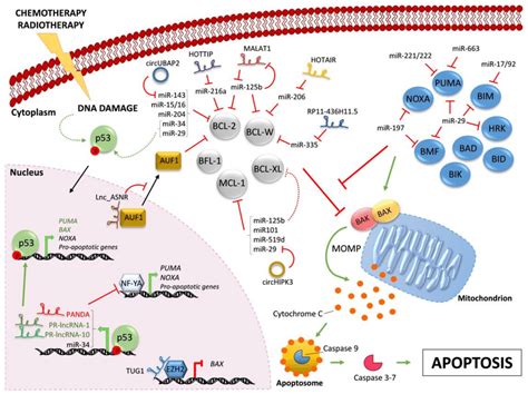 Regulation of BCL-2 family members by ncRNAs. Chemotherapy and/or... | Download Scientific Diagram