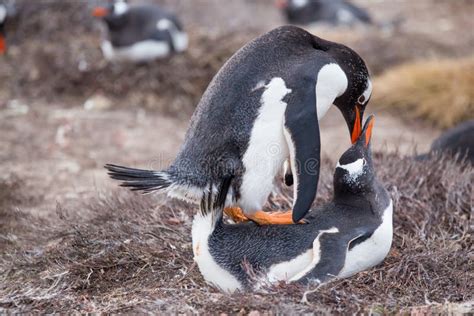 Accouplement De Pingouins De Gentoo (Pygoscelis Papouasie) Image stock ...