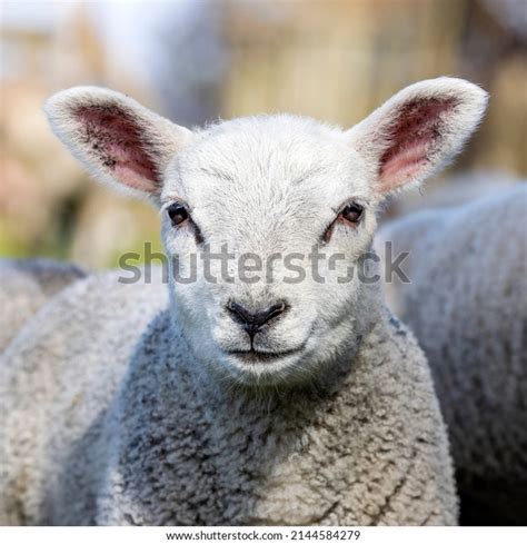 35,562 Lamb Face Images, Stock Photos & Vectors | Shutterstock