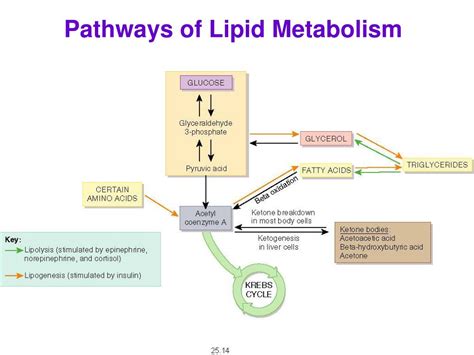 PPT - Nutrition PowerPoint Presentation - ID:366818