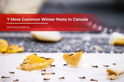 7 More Common Winter Pests in Canada - Pro-Pest