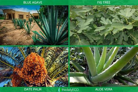 Xerophytes - Definition, Types and Examples of Xerophytic Plants