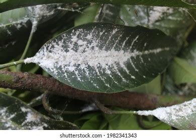 Mango Pest Images, Stock Photos & Vectors | Shutterstock