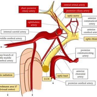 Anatomy and perfusion of the visual pathway. LGN: lateral geniculate ...