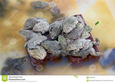 Frog farming stock photo. Image of amphibian, closeup - 88001950