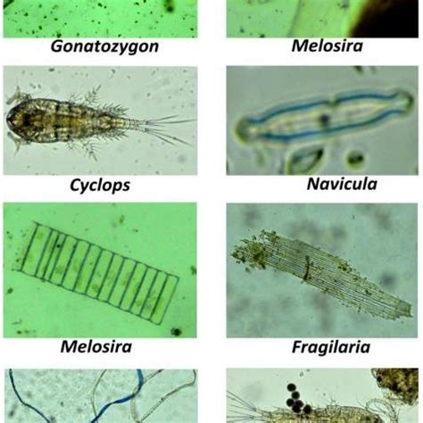 a. Quality zooplankton & phytoplankton production in 0.25 ml L-1 FH ...