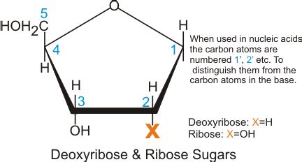 Ribose | Structure, Properties, Synthesis, Facts & Summary