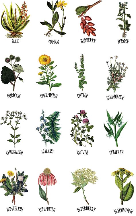 Medicinal Herb Collection 1 | Herbs illustration, Plant drawing, Plant art