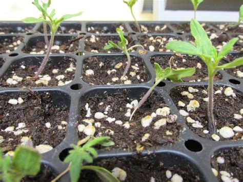 Damping-off in Flower and Vegetable Seedlings | NC State Extension Publications