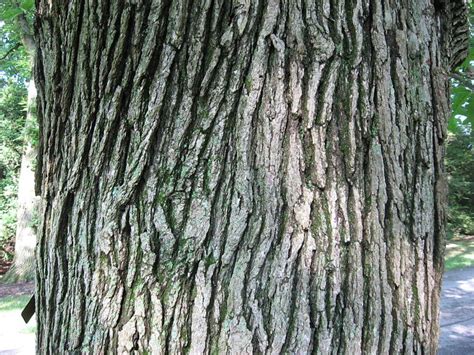 Common Types of Oak Trees (With Bark Photos for Identification) | Owlcation