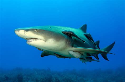 Wildlife Fact Sheets: Lemon Shark - Ocean Conservancy