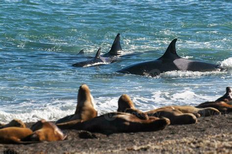 Orca family hunting sea lions on the paragonian coast, Patagonia ...