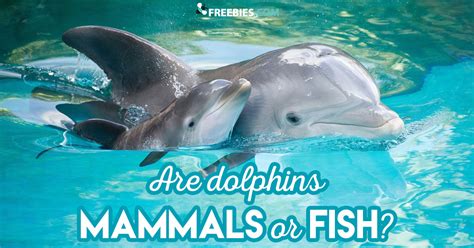 Are Dolphins Mammals or Fish?