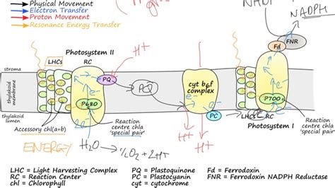 Electron Transport Chain Photosynthesis