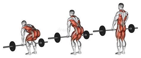 Exercising. Deadlifts with a barbell. Deadlifts with a barbell. Exercising for bodybuilding ...