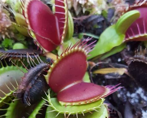 Venus Flytrap "B52" - Carnivorous Plant Resource