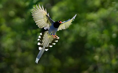 Taiwan blue magpie in flight wallpaper - Animal wallpapers - #51451