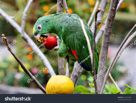 Parrot Eating Fruit Stock Photo 163915922 | Shutterstock