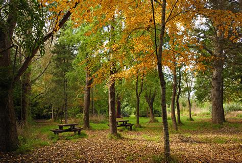 The picnic tables. | Styx Mill Reserve Christchurch NZ. Picn… | Flickr