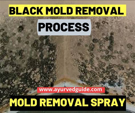 Black Mold Removal Process |Mold Removal Spray | Mold remover, Mold ...