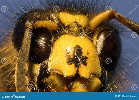 Killer bee stock photo. Image of golden, macro, dead, killer - 4518544