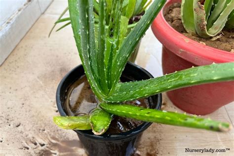 What Type Of Soil For Aloe Vera Plant? (+Ideal Soil Mix)