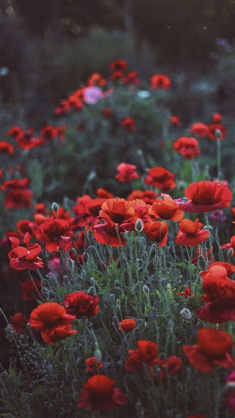 Poppies, flower field, meadow, spring, 720x1280, aesthetic red flower ...