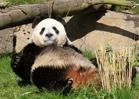 Edinburgh Zoo panda Tian Tian - Irish Mirror Online