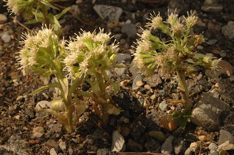 Petasites albus, White Butterbur