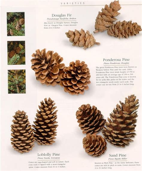 Type of pine cones: Douglas fir tree, ponderosa, loblolly, sand... # ...