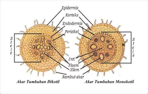 Ringkasan materi biologi SMA lengkap - Cah_Pinterest