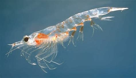 Image result for zooplankton