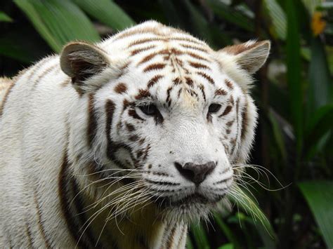 7 Fakta Harimau Putih, Hewan Paling Dieksploitasi di Dunia