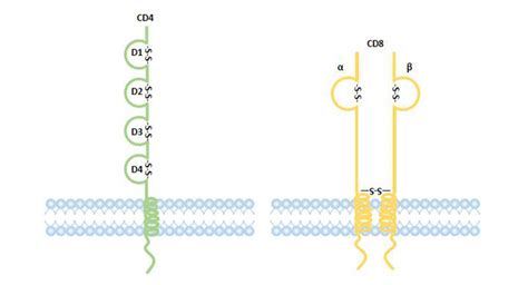 Surface Markers That Help You Identify Lymphocytes-CUSABIO