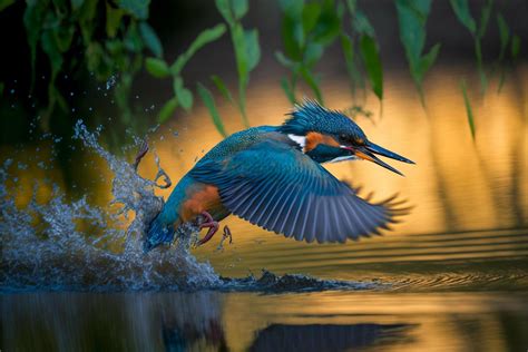 Common European Kingfisher river kingfisher flying after emerging from water with caught fish ...