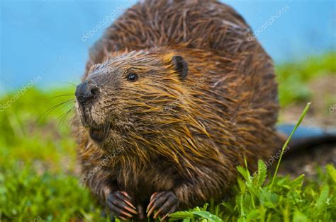 Wild Beaver Stock Photo by ©kwiktor 9059260