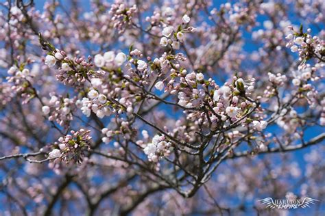 10 Free Cherry Blossom Zoom Backgrounds & Screensavers | Background ...