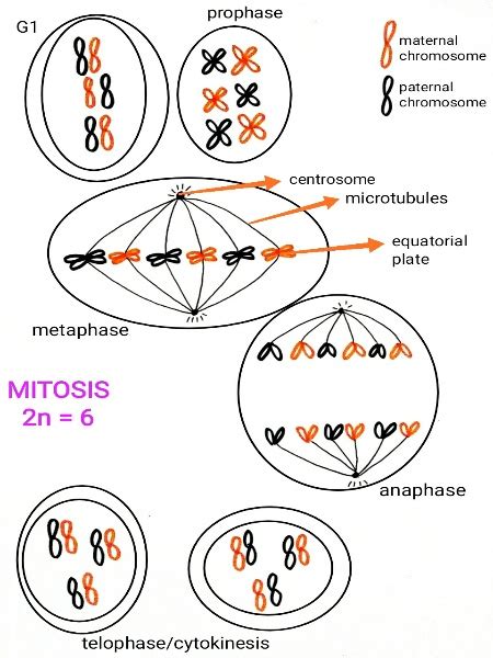 Mitosis 6 Phases